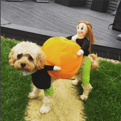 Hundekürbis Halloween Kostüm
